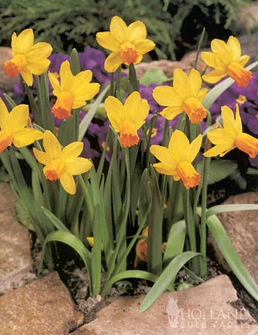 Menu Dwarf Rock Garden Daffodil Collection 7 Menu Dwarf Rock Garden Daffodil Collection - Image 5