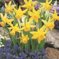 Menu Dwarf Rock Garden Daffodil Collection 23 Menu Dwarf Rock Garden Daffodil Collection -US Garden Plants Sales 2024 82168 dwarf rock garden daffodil collection 5