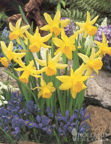 Menu Dwarf Rock Garden Daffodil Collection 8 Menu Dwarf Rock Garden Daffodil Collection - Image 6