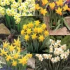 Menu Dwarf Rock Garden Daffodil Collection -US Garden Plants Sales 2024 82168 dwarf rock garden daffodil collection 6