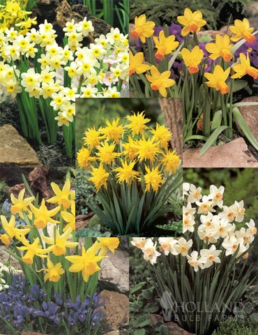 Menu Dwarf Rock Garden Daffodil Collection 3 Menu Dwarf Rock Garden Daffodil Collection