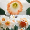 Menu Pink Daffodil Collection -US Garden Plants Sales 2024 82169 pink daffodil collection