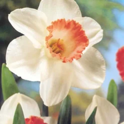 Menu Pink Daffodil Collection -US Garden Plants Sales 2024 82169 pink daffodil collection 2