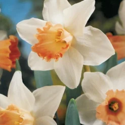 Menu Pink Daffodil Collection -US Garden Plants Sales 2024 82169 pink daffodil collection 3