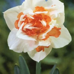 Menu Pink Daffodil Collection -US Garden Plants Sales 2024 82169 pink daffodil collection 4
