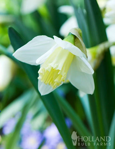 Menu Small Space Red, White And Blue Kit 8 Menu Small Space Red, White And Blue Kit - Image 6