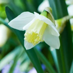 Menu Beginner Daffodil Collection -US Garden Plants Sales 2024 82172 ice follies wholesale white daffodils 2