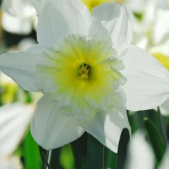 Menu Beginner Daffodil Collection -US Garden Plants Sales 2024 82172 ice follies wholesale white daffodils 3