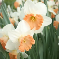 Menu The Everything Spring Garden Collection -US Garden Plants Sales 2024 82174 1