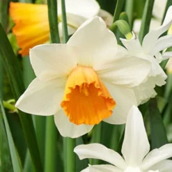 Menu Under The Tree And Blooming Collection 24 Menu Under The Tree And Blooming Collection -US Garden Plants Sales 2024 82174 salome daffodil