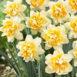 Menu Double Daffodil Collection -US Garden Plants Sales 2024 82202 peach cobbler double daffodil 2
