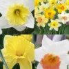 Menu Beginner Daffodil Collection -US Garden Plants Sales 2024 82216 beginner daffodil collection