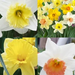 Menu Beginner Daffodil Collection