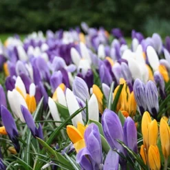 Menu Simple Spring Flowers Garden Collection 19 Menu Simple Spring Flowers Garden Collection -US Garden Plants Sales 2024 83101 large mixed crocus 2 1