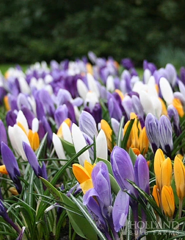 Menu Early Spring Flowers Garden Kit 9 Menu Early Spring Flowers Garden Kit - Image 7