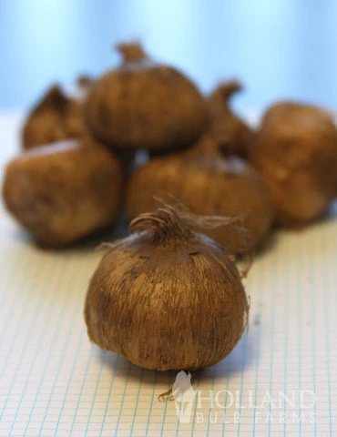 Menu Early Spring Flowers Garden Kit 10 Menu Early Spring Flowers Garden Kit - Image 8