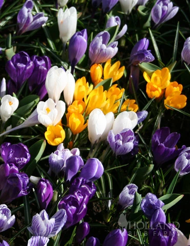 Menu Early Spring Flowers Garden Kit 8 Menu Early Spring Flowers Garden Kit - Image 6