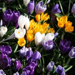 Menu 90 Days Of Spring Flowers Garden Kit 21 Menu 90 Days Of Spring Flowers Garden Kit -US Garden Plants Sales 2024 83101 large mixed crocus 5