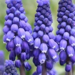 Menu Under The Tree And Blooming Collection 25 Menu Under The Tree And Blooming Collection -US Garden Plants Sales 2024 83102 blue grape hyacinth 1