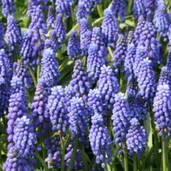 Menu Under The Tree And Blooming Collection 26 Menu Under The Tree And Blooming Collection -US Garden Plants Sales 2024 83102 blue grape hyacinth 2 1