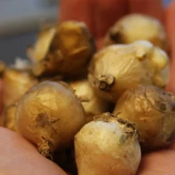 Menu Under The Tree And Blooming Collection 27 Menu Under The Tree And Blooming Collection -US Garden Plants Sales 2024 83102 blue grape hyacinth 3 1