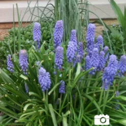 Menu Deer Resistant Spring Blooming Garden -US Garden Plants Sales 2024 83102 blue grape hyacinth 4
