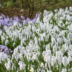 Menu Blue Blooms In Spring Collection 28 Menu Blue Blooms In Spring Collection -US Garden Plants Sales 2024 83103 striped squill 2 1