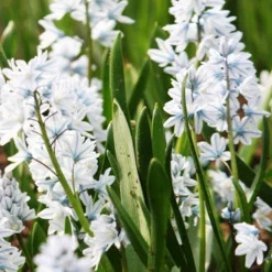 Menu Cool And Calm Blue Collection -US Garden Plants Sales 2024 83103 striped squill