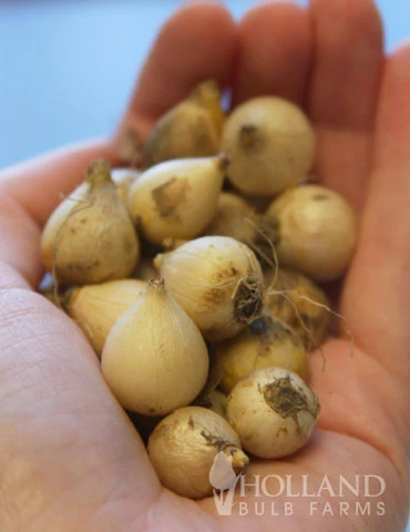 Menu Blue Blooms In Spring Collection 14 Menu Blue Blooms In Spring Collection - Image 12