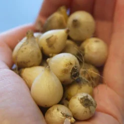 Menu Cool And Calm Blue Collection -US Garden Plants Sales 2024 83103 striped squill 3