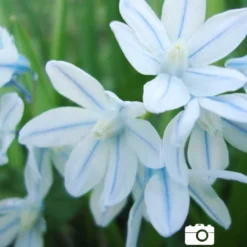 Menu Blue Blooms In Spring Collection 30 Menu Blue Blooms In Spring Collection -US Garden Plants Sales 2024 83103 striped squill 4 1
