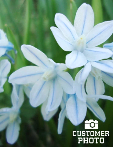 Menu Blue Blooms In Spring Collection 15 Menu Blue Blooms In Spring Collection - Image 13