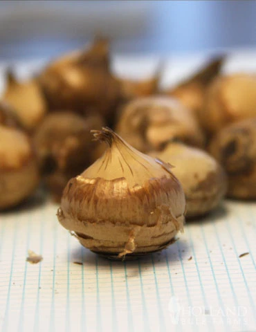 Menu Early Spring Blooms Collection 5 Menu Early Spring Blooms Collection - Image 3