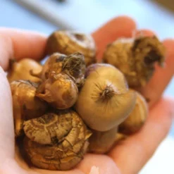 Menu Purple Blend Of Crocus Collection -US Garden Plants Sales 2024 83108 prince claus crocus 2 1