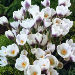 Menu Charming Crocus Collection -US Garden Plants Sales 2024 83108 prince claus crocus