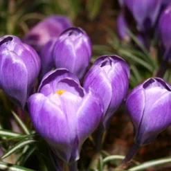 Menu Purple Blend Of Crocus Collection -US Garden Plants Sales 2024 83110 ruby giant specie crocus 2 2