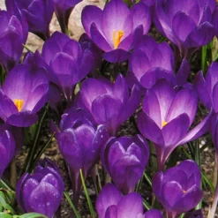 Menu River Of Blue Garden Collection -US Garden Plants Sales 2024 83110 ruby giant specie crocus