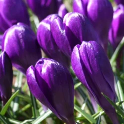 Menu River Of Blue Garden Collection -US Garden Plants Sales 2024 83110 ruby giant specie crocus 3