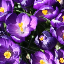 Menu Purple Blend Of Crocus Collection -US Garden Plants Sales 2024 83110 ruby giant specie crocus 4 2