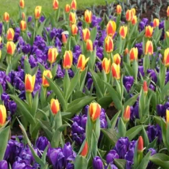 Menu Classic Crocus Collection -US Garden Plants Sales 2024 83110 ruby giant specie crocus 5 1