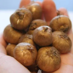 Menu Classic Crocus Collection -US Garden Plants Sales 2024 83110 ruby giant specie crocus 6 1