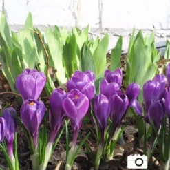 Menu Classic Crocus Collection -US Garden Plants Sales 2024 83110 ruby giant specie crocus 7 1