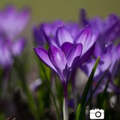 Menu Purple Blend Of Crocus Collection -US Garden Plants Sales 2024 83110 ruby giant specie crocus 8 2