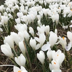 Menu Classic Crocus Collection -US Garden Plants Sales 2024 83113 jeanne d arc crocus 2 2