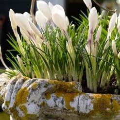 Menu Classic Crocus Collection -US Garden Plants Sales 2024 83113 jeanne d arc crocus 2 Copy 2