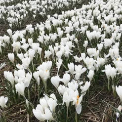 Menu Charming Crocus Collection -US Garden Plants Sales 2024 83113 jeanne d arc crocus 3