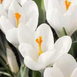 Menu Classic Crocus Collection -US Garden Plants Sales 2024 83113 jeanne d arc crocus 4 Copy 2