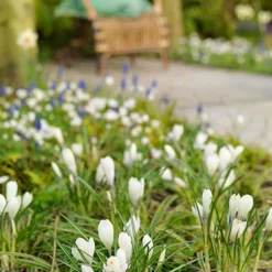 Menu Charming Crocus Collection -US Garden Plants Sales 2024 83113 jeanne d arc crocus Copy