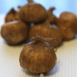 Menu Sweetheart Duo Collection -US Garden Plants Sales 2024 83113 jeanne d arc giant crocus 1