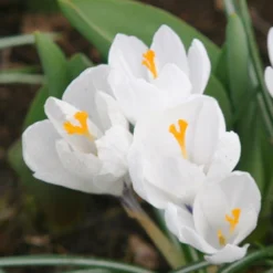 Menu Charming Crocus Collection -US Garden Plants Sales 2024 83113 jeanne d arc giant crocus 2
